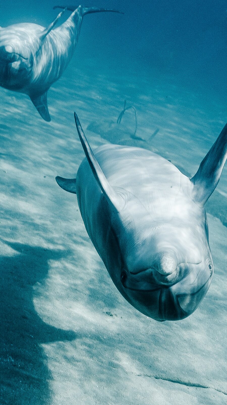 Pair of dolphins swimming toward the camera