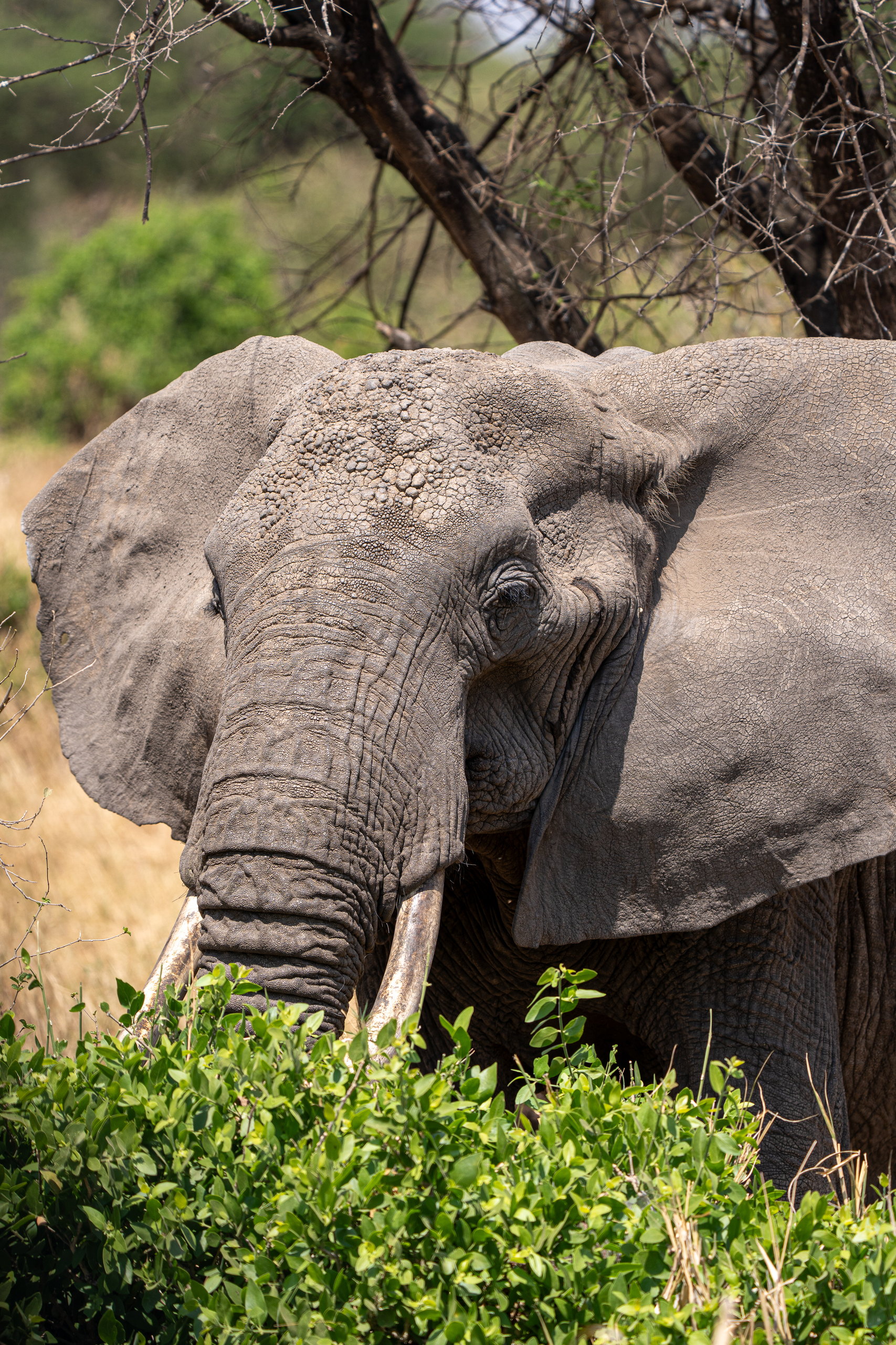 Close portrait of a bull elephant