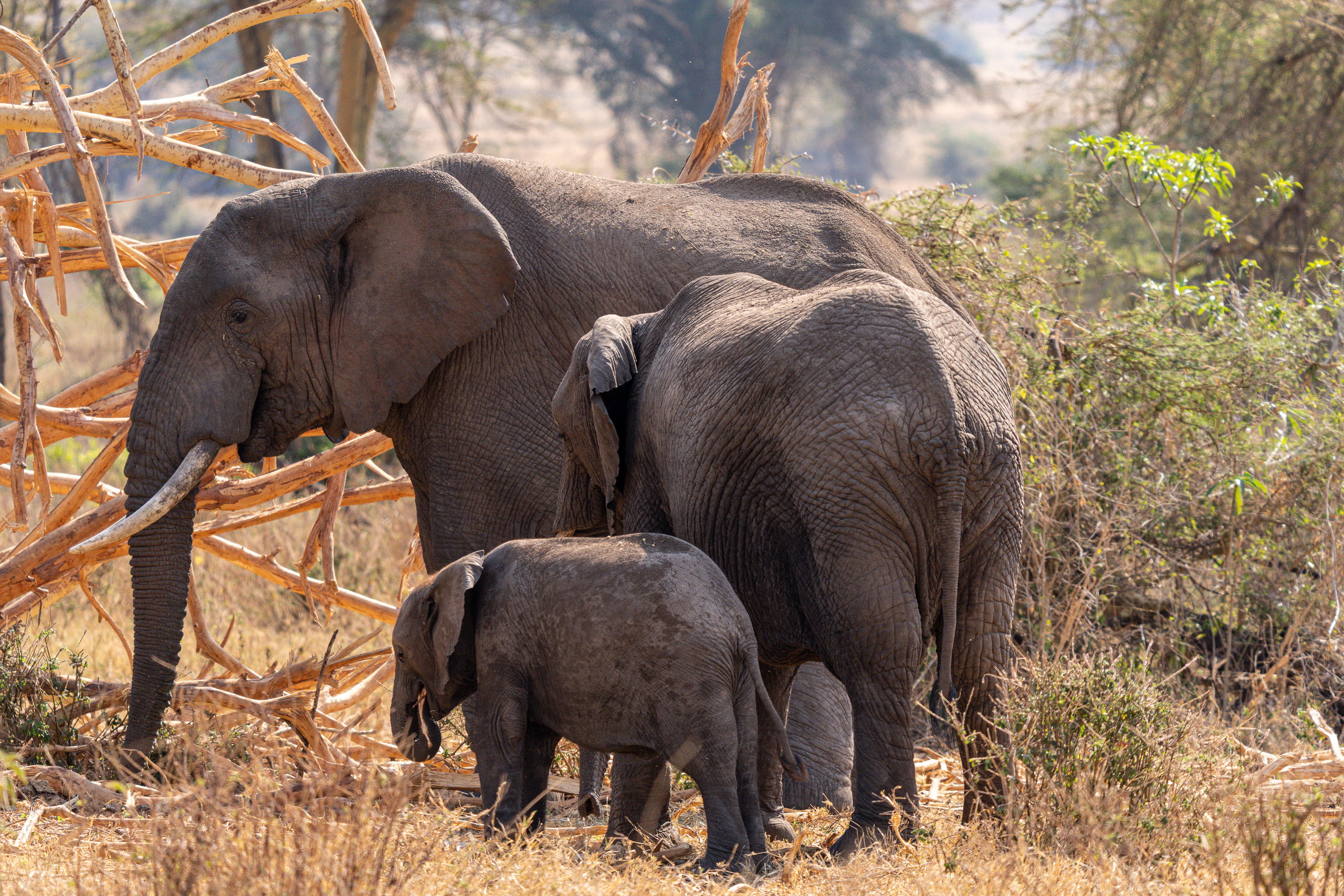 Elephant family crossing the bush