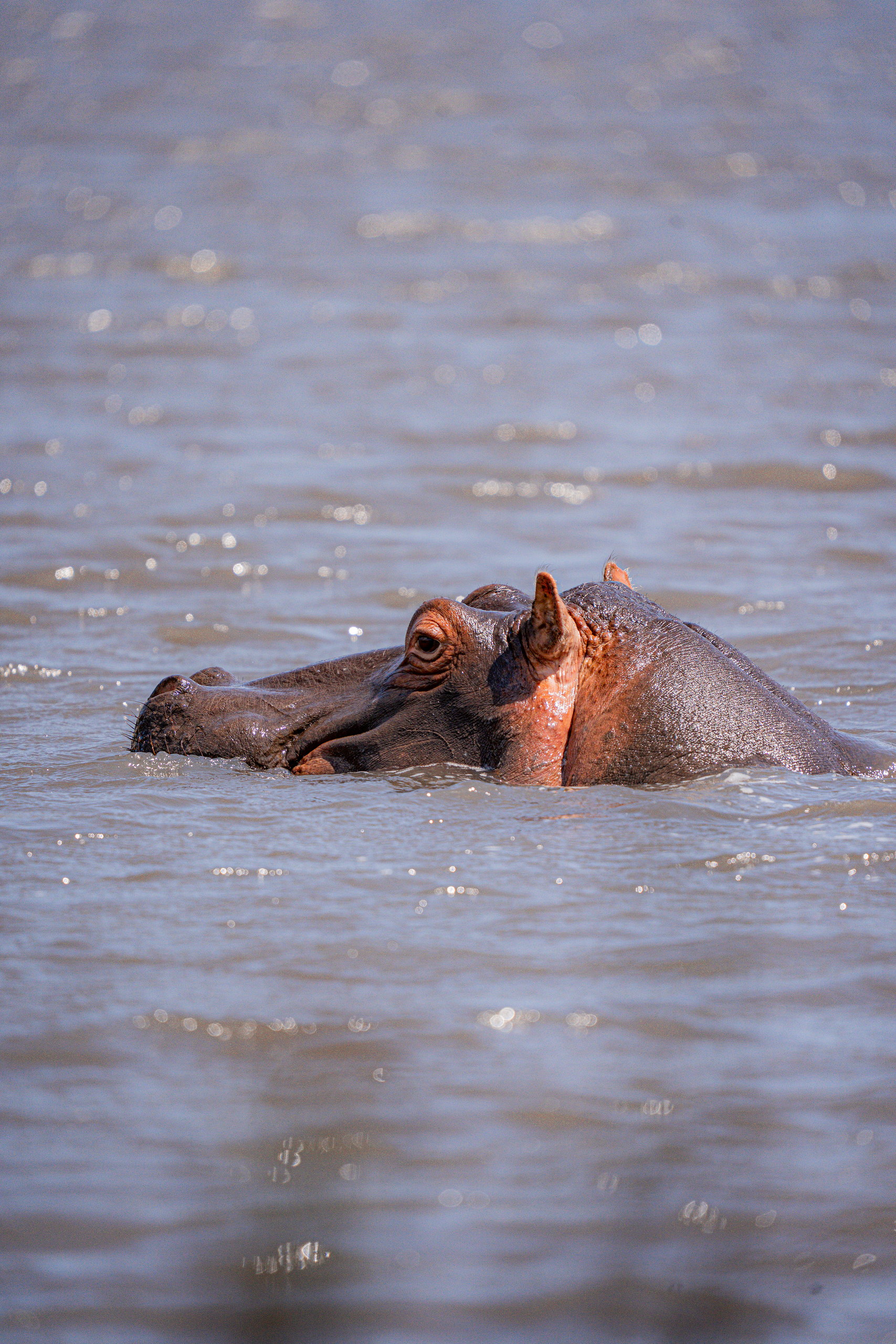 Hippo surfacing in the shallows