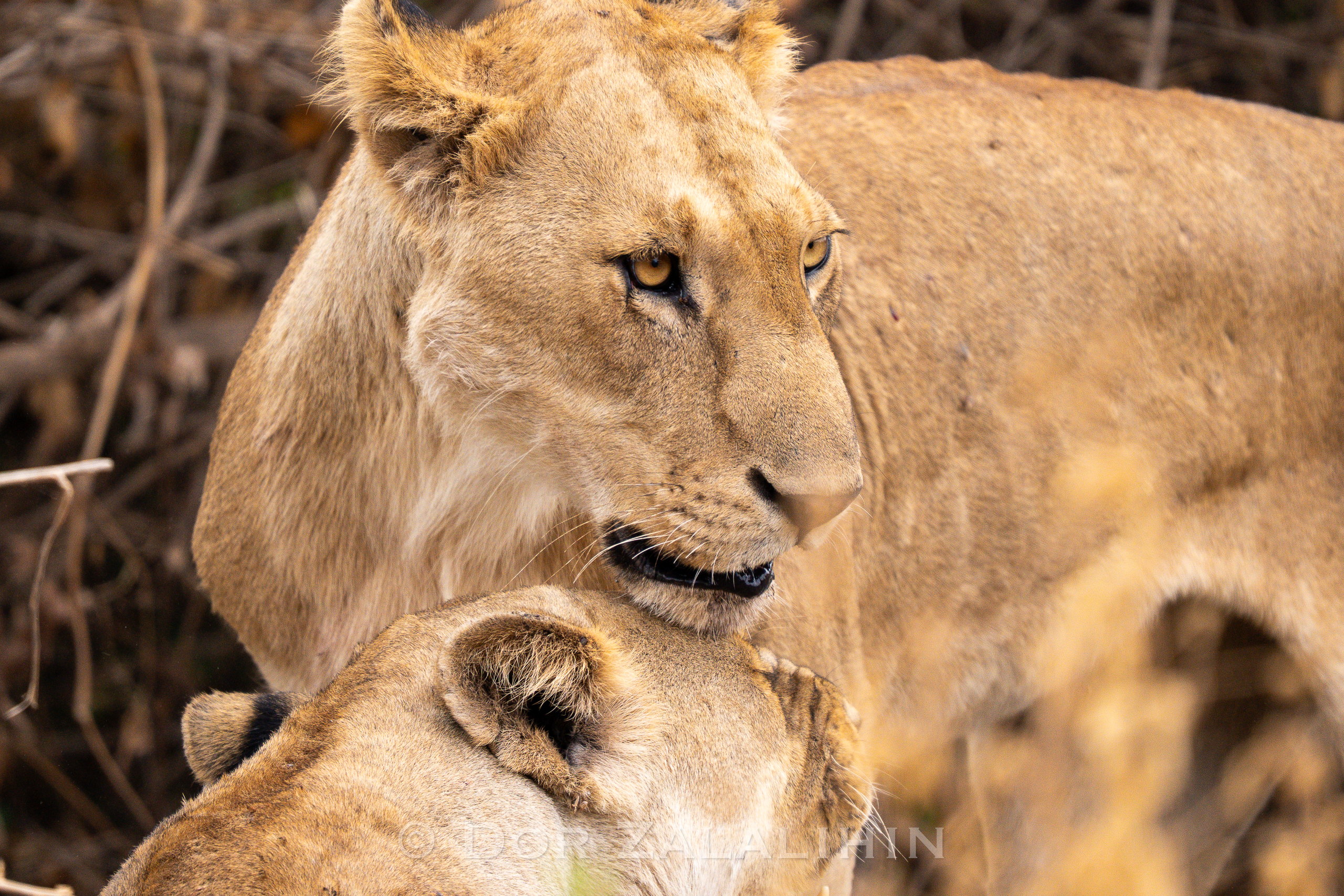 Lioness resting beside her cub