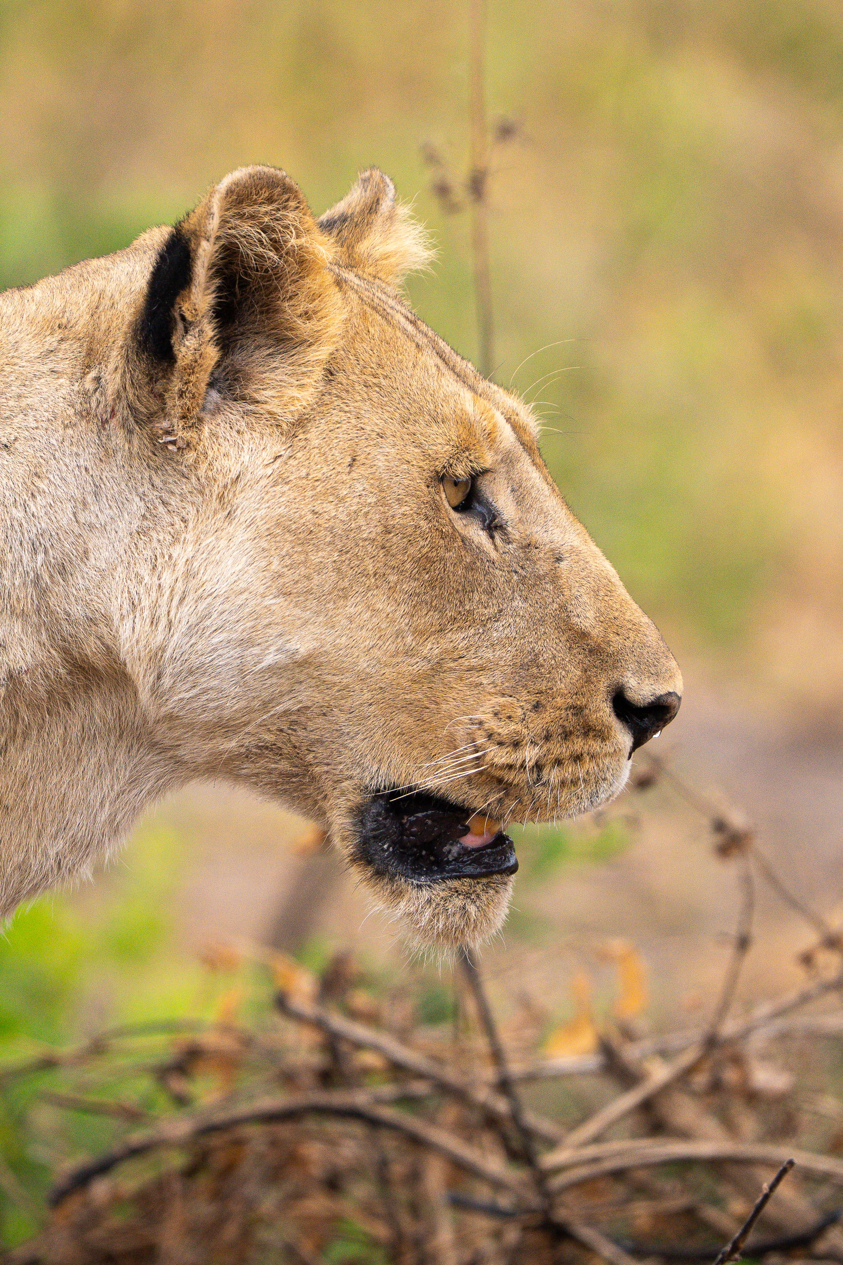 Lioness portrait in late afternoon light