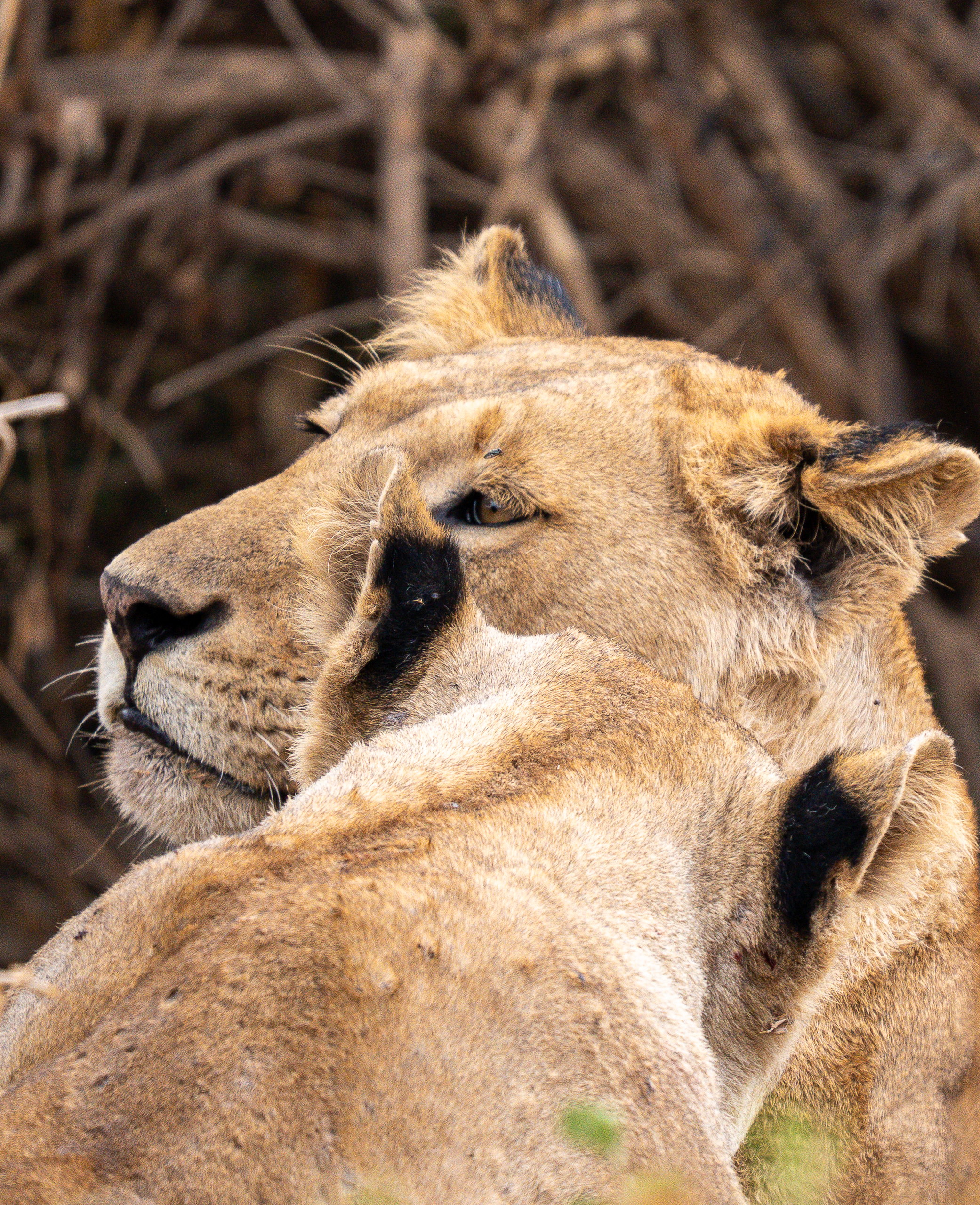 Two lionesses side by side