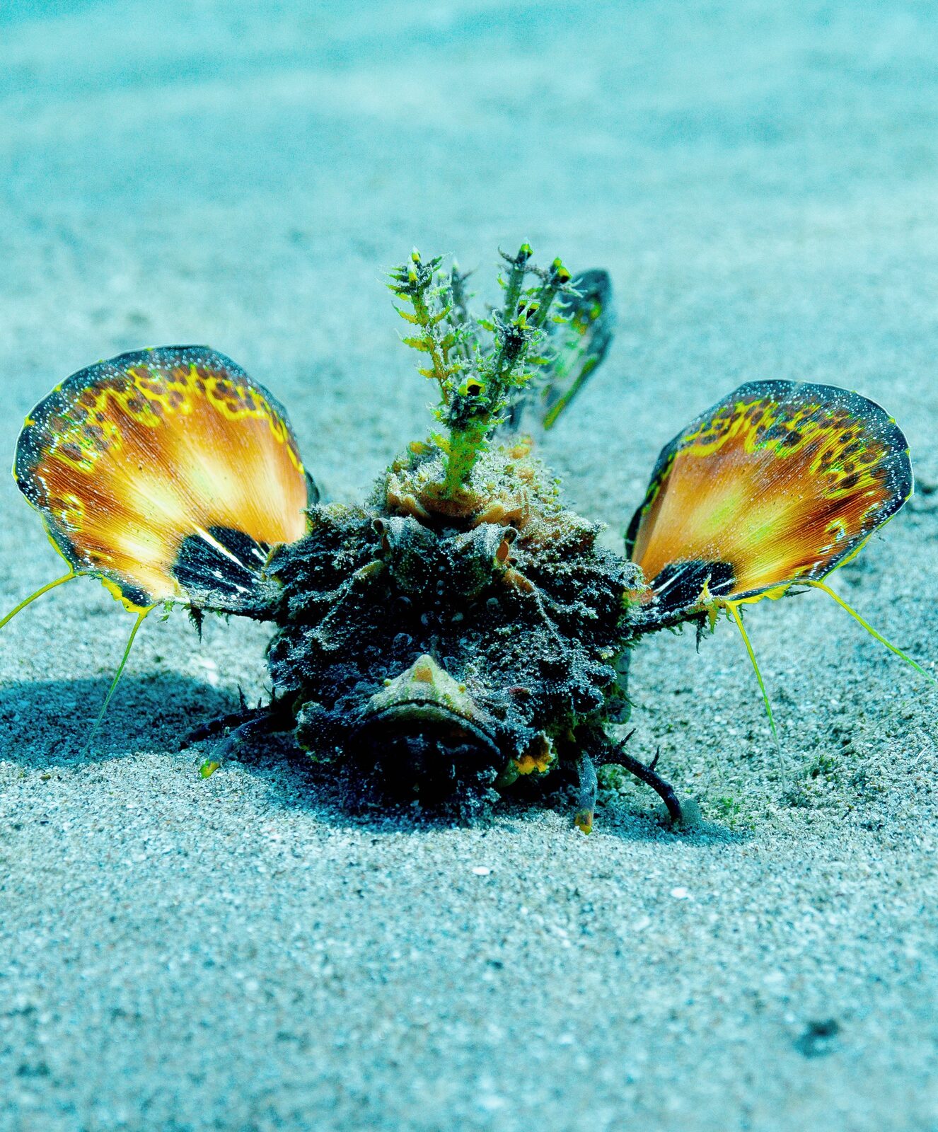 Pair of nudibranchs on the seabed