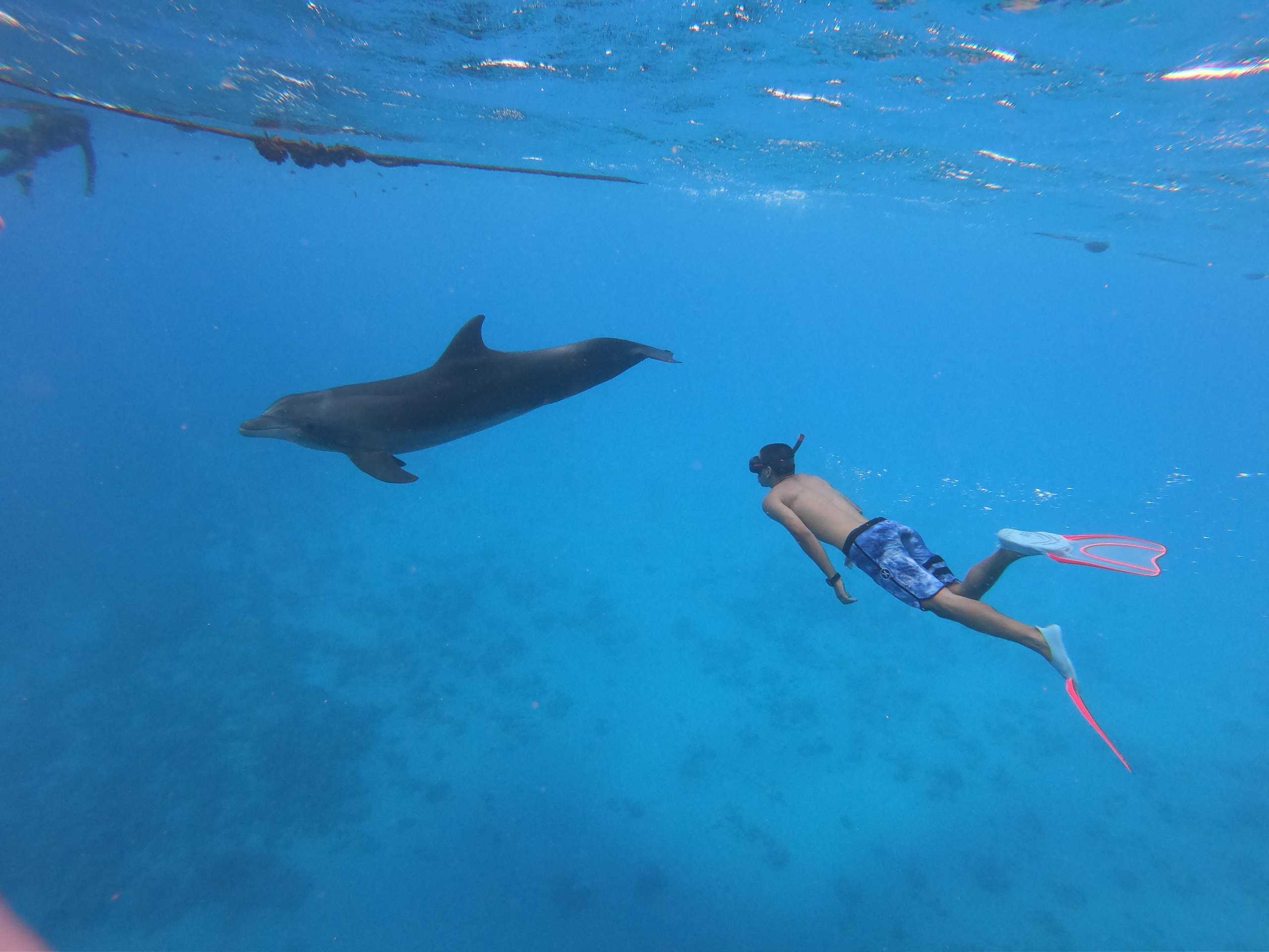 Swimming with dolphin