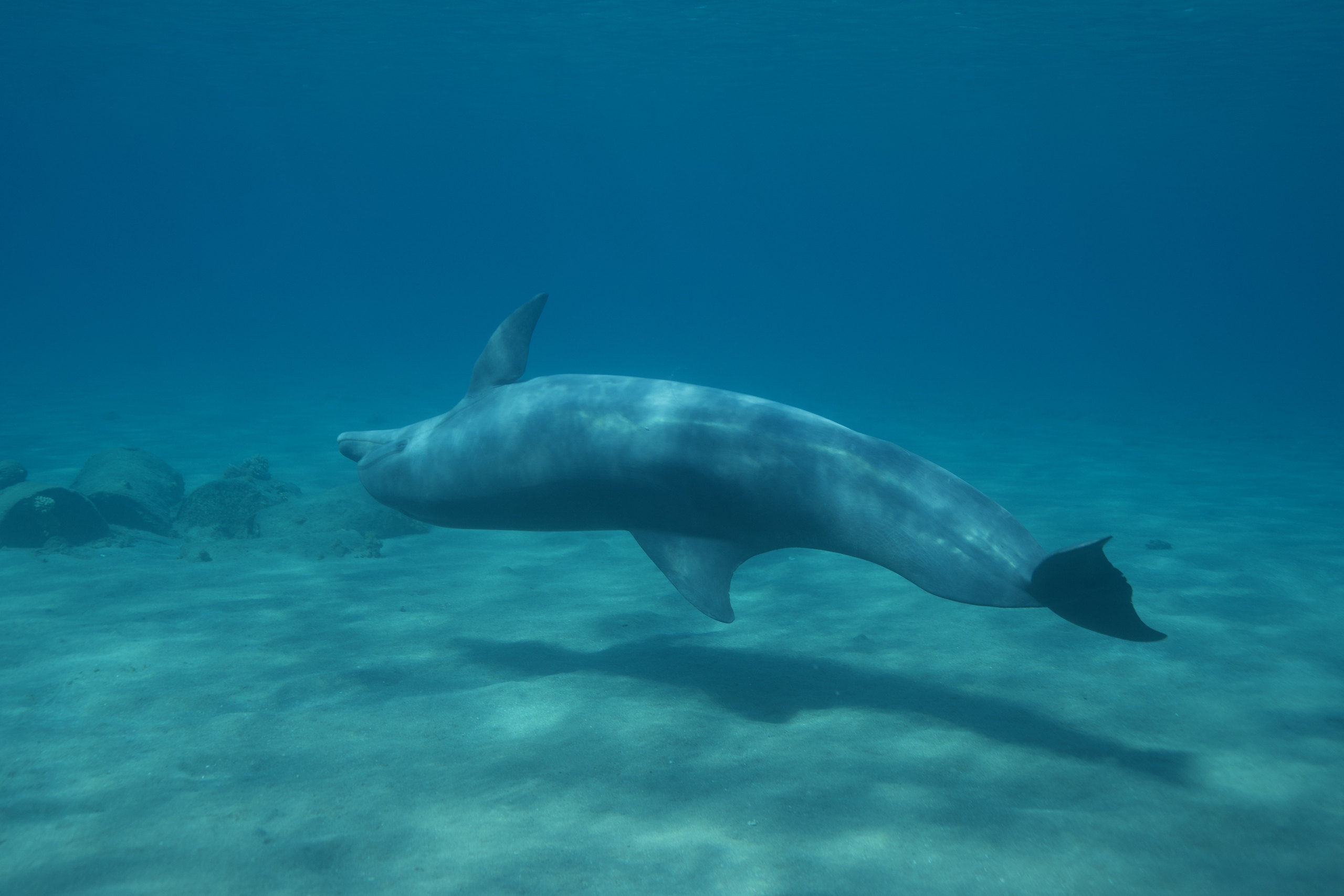 Dolphin shot before color grading