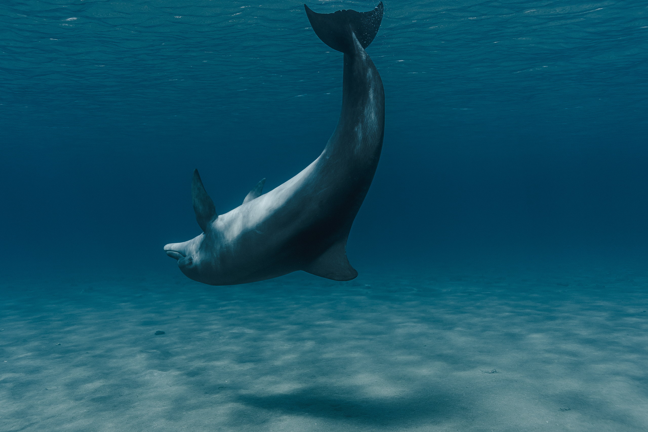 Dolphin turning down toward the seabed