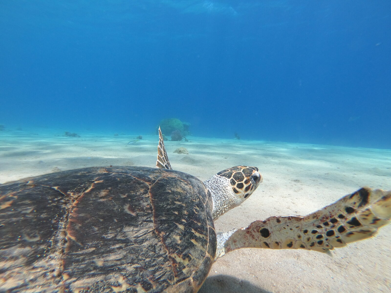 Sea turtle resting on the seabed