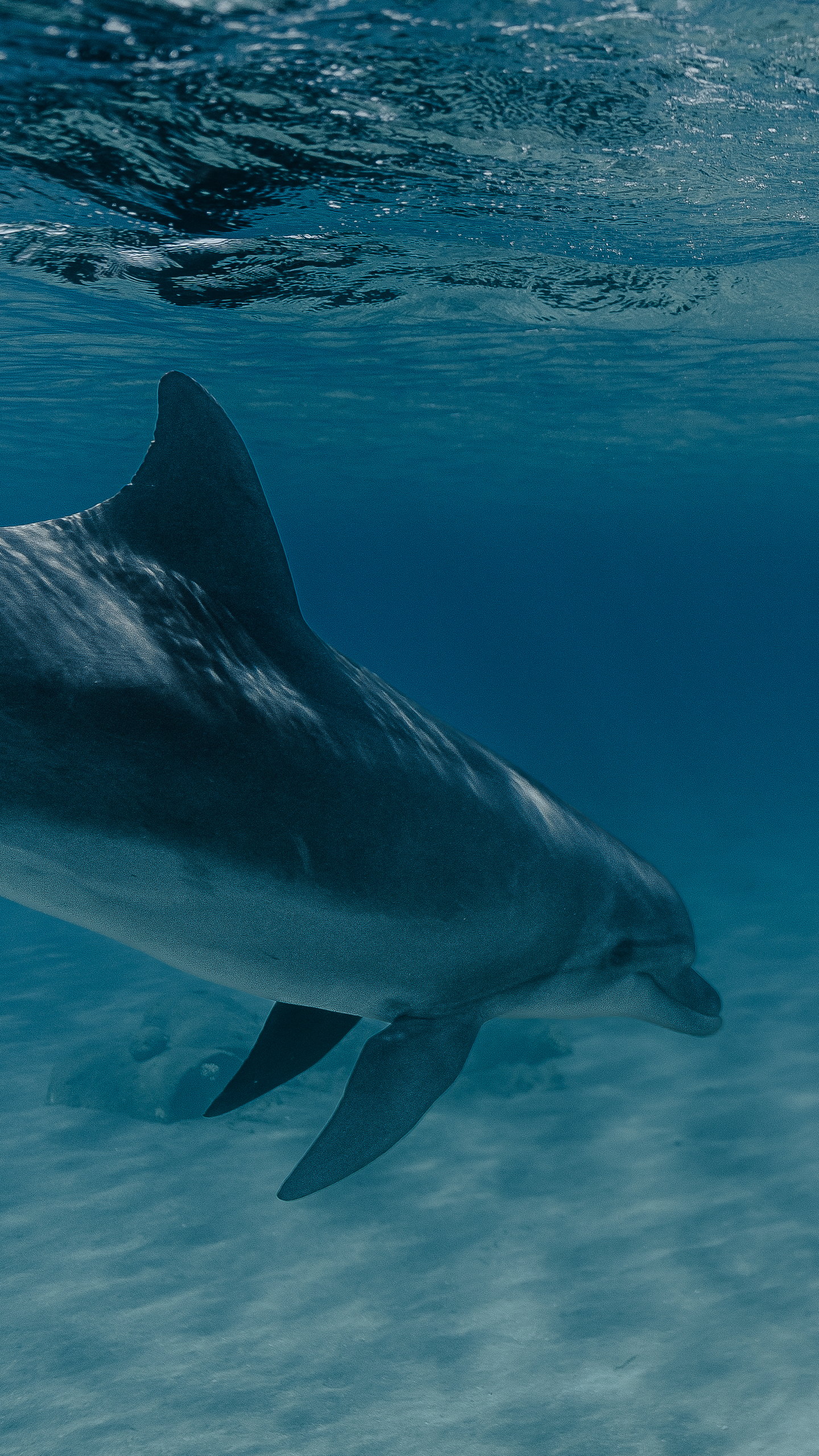 Dolphin in clear water