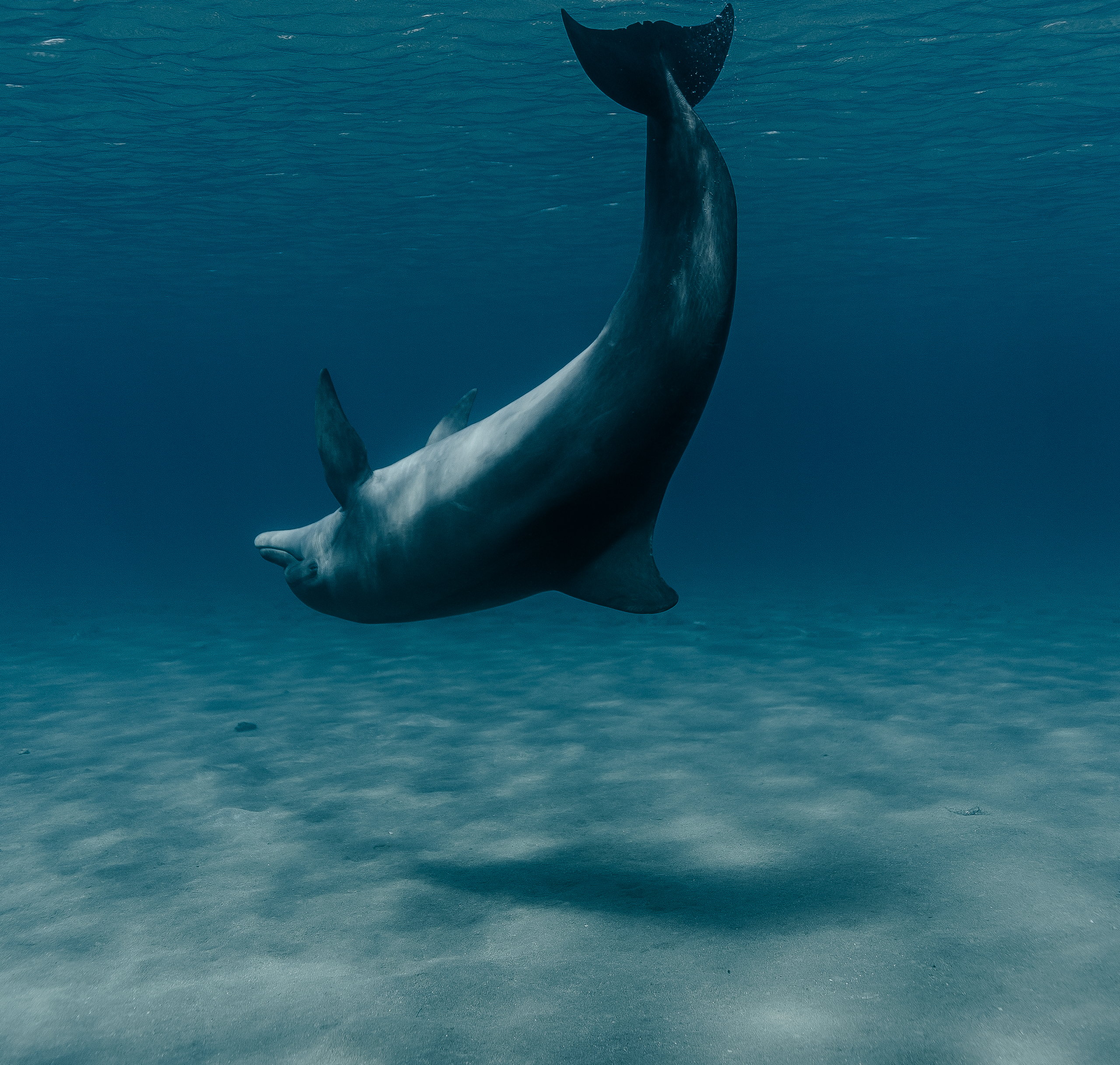 Dolphin underwater