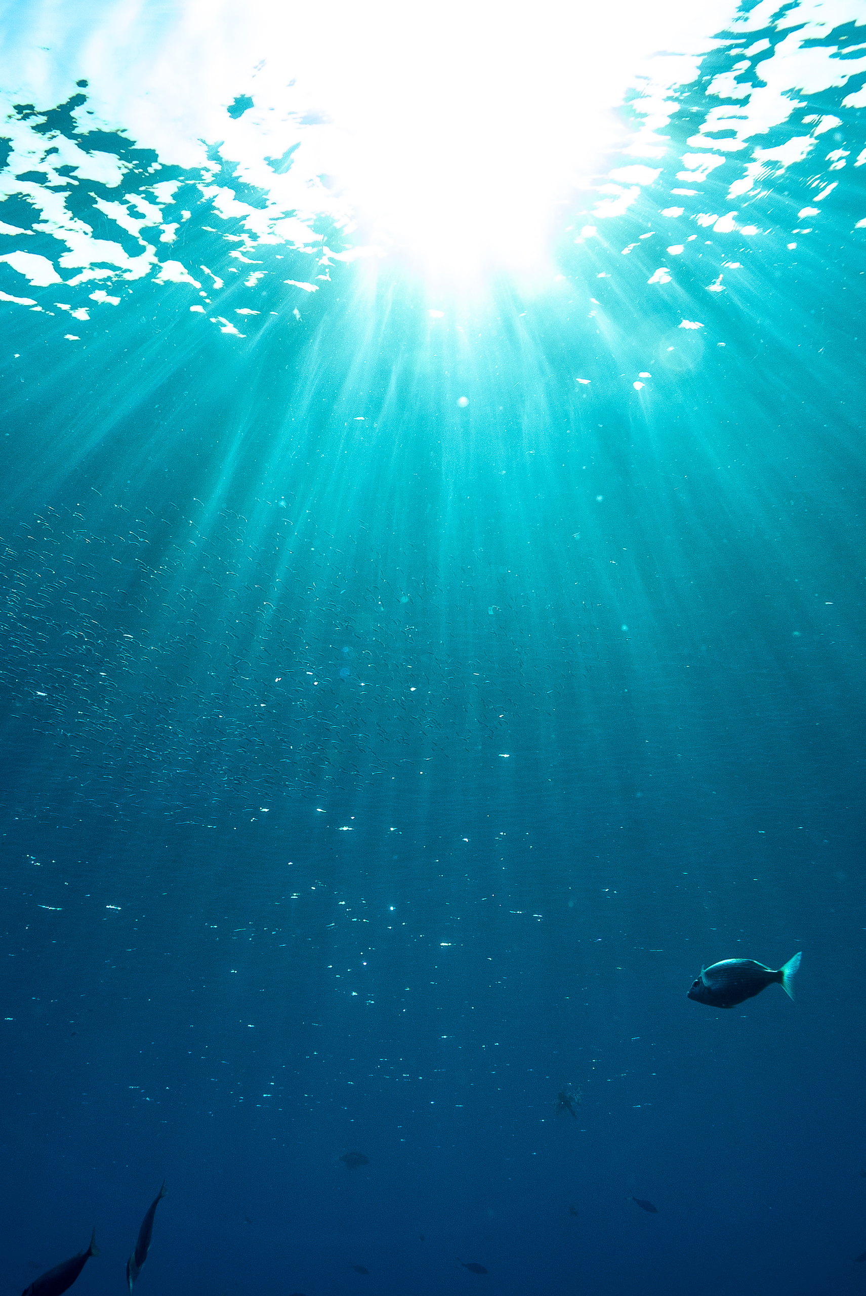 Dolphin swimming